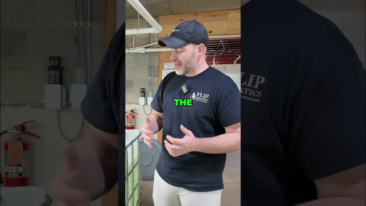 Уход за отоцинклюсами: ПРОСТАЯ рыбка? (Потому что мы делаем ЭТО!)