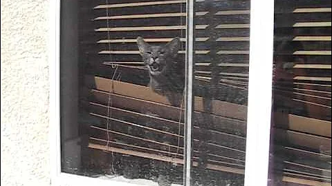 Video 10749541: f2 savannah male, blue savannah