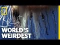 Portuguese Man-of-War | World's Weirdest