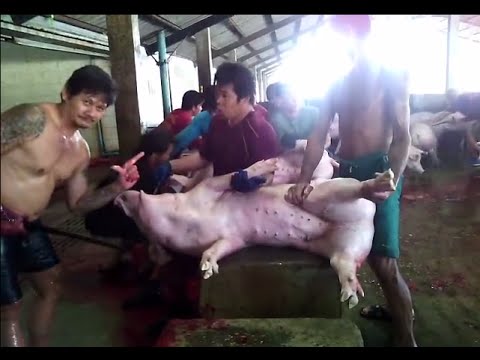 From pig to pork - Action in a thai slaughter house.