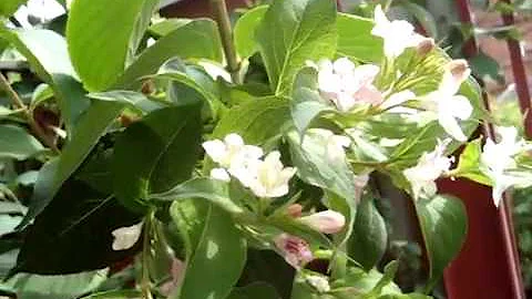Когда цветет вейгела цетущая