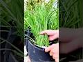 Grass is being cut from the tub #shorts