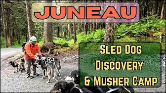 Juneau Alaska - Great Excursion for Families ! Sled Dogs and PUPPIES!