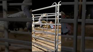 Amateur Bull Riding at Hitching Post in Apache Junction Arizona. #bullriding #thingstodoarizona