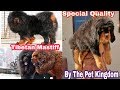 Tibetan Mastiff in India Special Best Quality by Doggyz Divine Call 8700287843