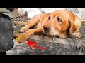 Rescued Labrador Dog with Maggots wounded PAW