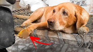 Rescued Homeless Labrador Dog with Maggots wounded PAW