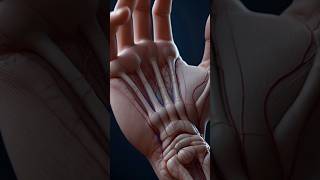 Ultra-Realistic 3D Hand Anatomy Animation | Carpal Tunnel SyndromeExplained#3DAnatomy #HandAnimation