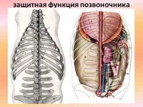 осевой скелет животных