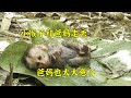 小猴子和爸妈走丢 男孩遇见它后的做法真的超暖心 动物和人类也能和谐相处 小猴子和爸妈走丢 男孩遇见它后的做法真的超暖心 动物和人类也能和谐相处