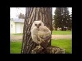 Baby Great Horned Owl