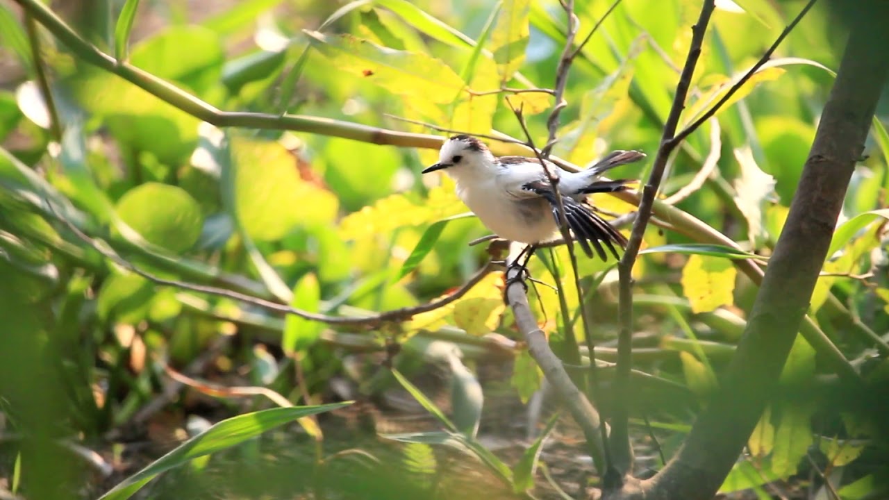 Fluvicola pica/Viudita Blanquinegra/Pied Water-Tyrant