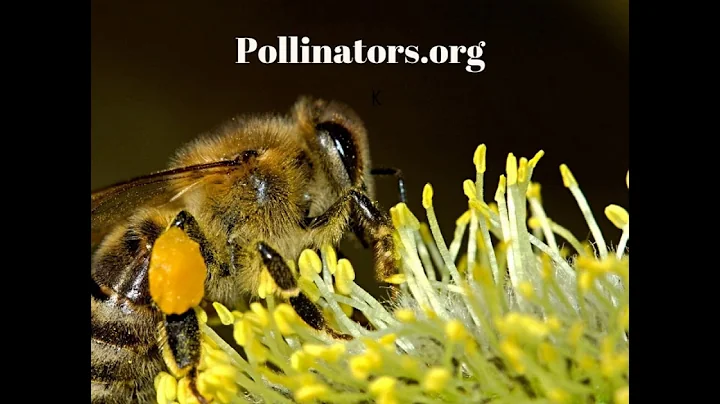 Podcast: Holistic Nature of Us: Meet Vicki Wojcik,...