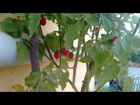 Vídeo: Cuidando De Tomates Em Graduados