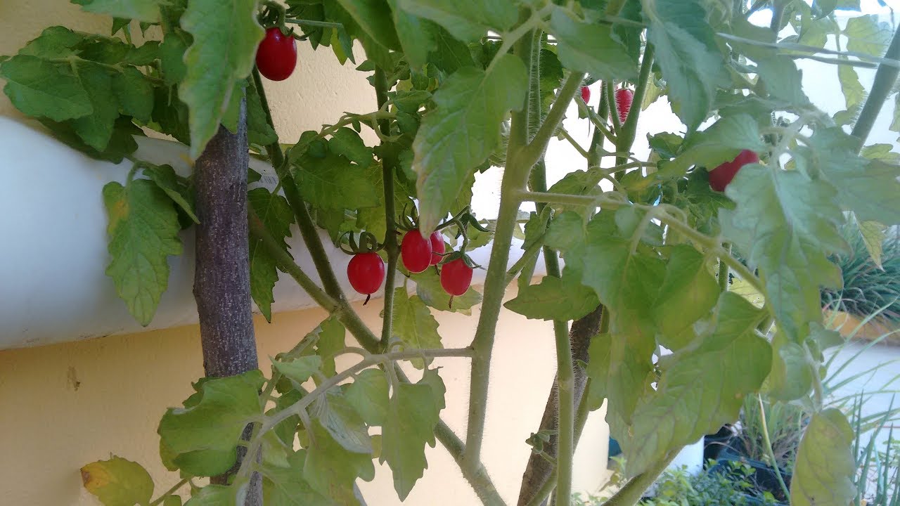 Featured image of post Folha De Tomate Cereja Nascendo - It is very esay and beatifull!