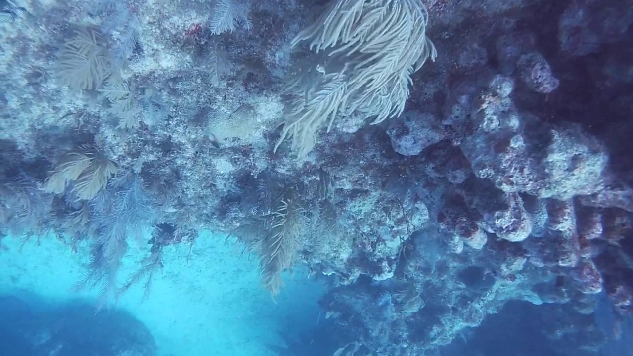 Woody's Ledge Key Largo Fl. Rainbow Reef Dive Center. YouTube