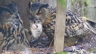 Kassikakk::Eagle Owl~Hugo brings prey! 🦆 Hanna refuses-her pantry is full~☺3:33 pm 2024/04/29