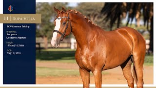 Lot 11 | Callaho Supa Vella (Sampras x Lissabon x Raphael)