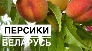 Персики в Беларуси (Лойко-2, Елгавский) / Peaches in Belarus (Loiko-2, Elgavskii)