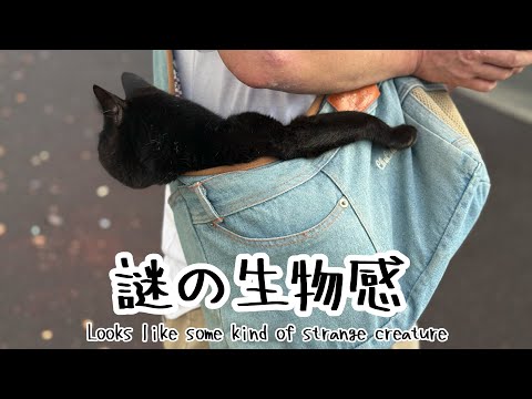 とある夏のゆるい一日 A Day in Summer