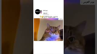 اغنيه يا برده مثل الثلج