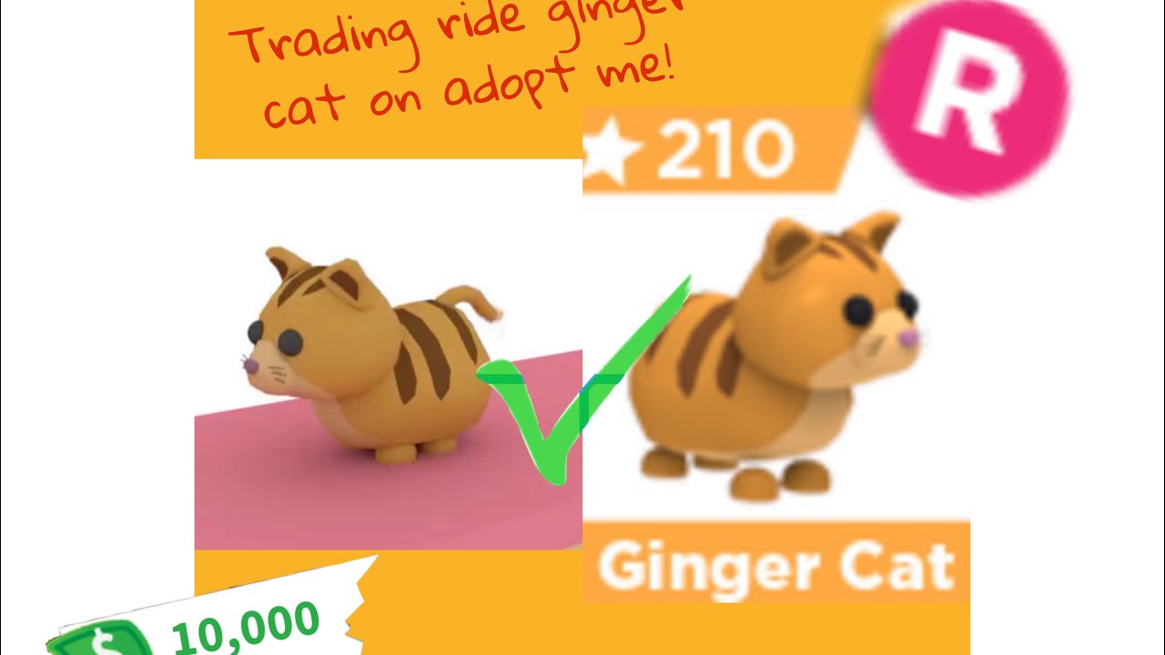 TRADING RIDE GINGER CAT IN ADOPT ME! - YouTube