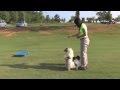 Atlanta Dog Training: Papillon Dogs Training at Parks Atlanta Dog Training: Papillon Dogs Training at Parks