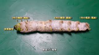 Silkworm body structure High school biology experiment - YouTube