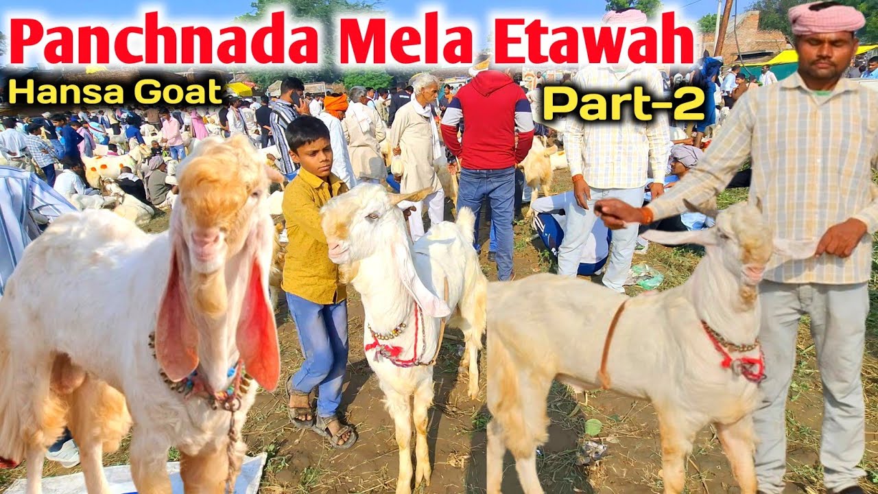 Etawah Chambal Jamunapari Hansa Goat Mela 💥💯 |Panchnada Mela 2025 |Hansa Goat mela