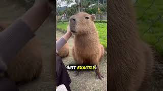 WHY crocodriles don't ATTACK capybaras 🐊🦫 #shorts #animals