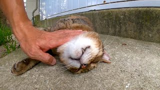 野球場の裏で野良猫が休んでいたので近づいてナデナデしてきた