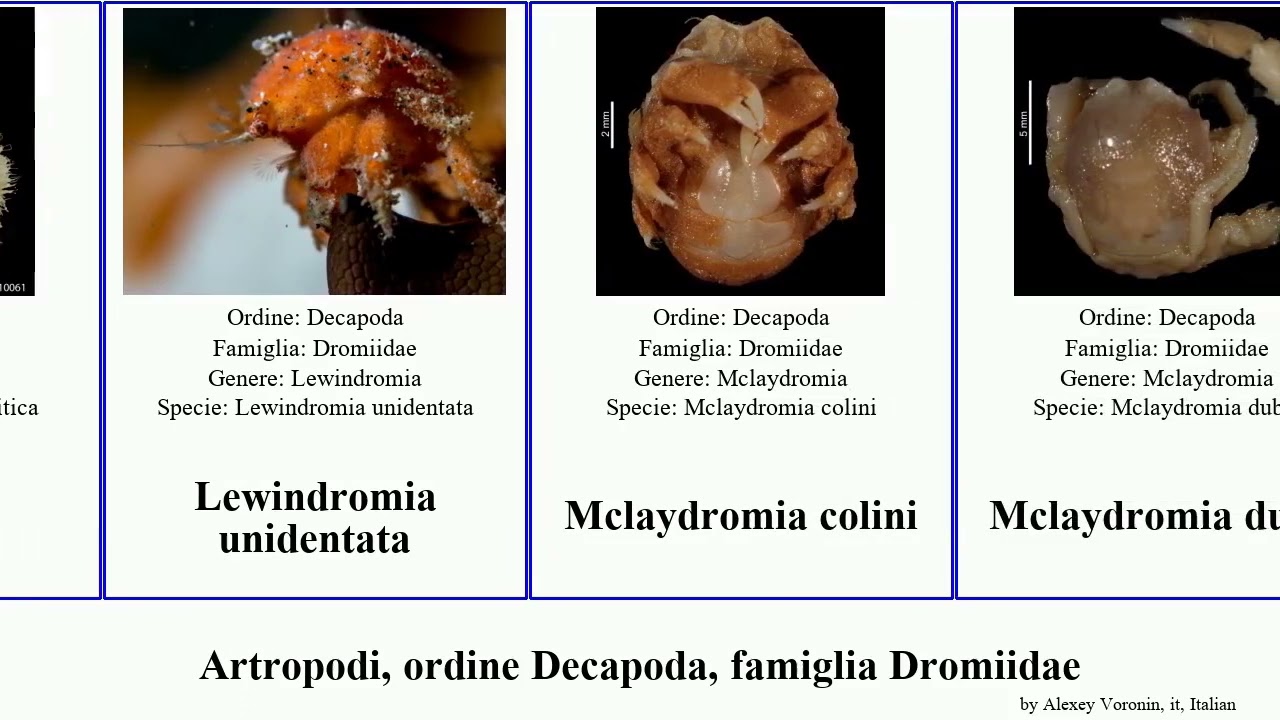 Artropodi, ordine Decapoda, famiglia Dromiidae arthropoda dubia fallax parasitica Hypoconcha Satya