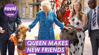 Queen Camilla Strokes Adorable Ponies at Buckingham Palace