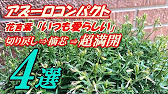 花 アズーロコンパクトの育て方 切り戻し Youtube