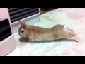 ウサギのモキュ様の のびぃ〜〜っ！
