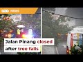 Jalan pinang temporarily closed after tree falls