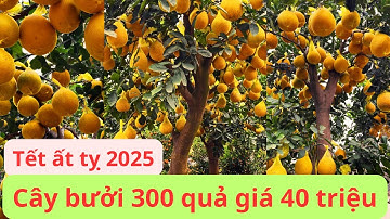 Choáng ngợp với những cây bưởi tết 2025 tại huyện Văn Giang tỉnh Hưng Yên.