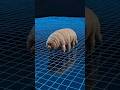 Animals That Endure The Longest Periods Without Eating #facts #amazingfacts