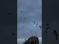 Hunting Geese #hunting