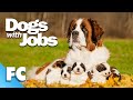 Dogs With Jobs | S4E11: Eddie, Velino &amp; Sir Lancelot | Full Animal Documentary TV Show | FC