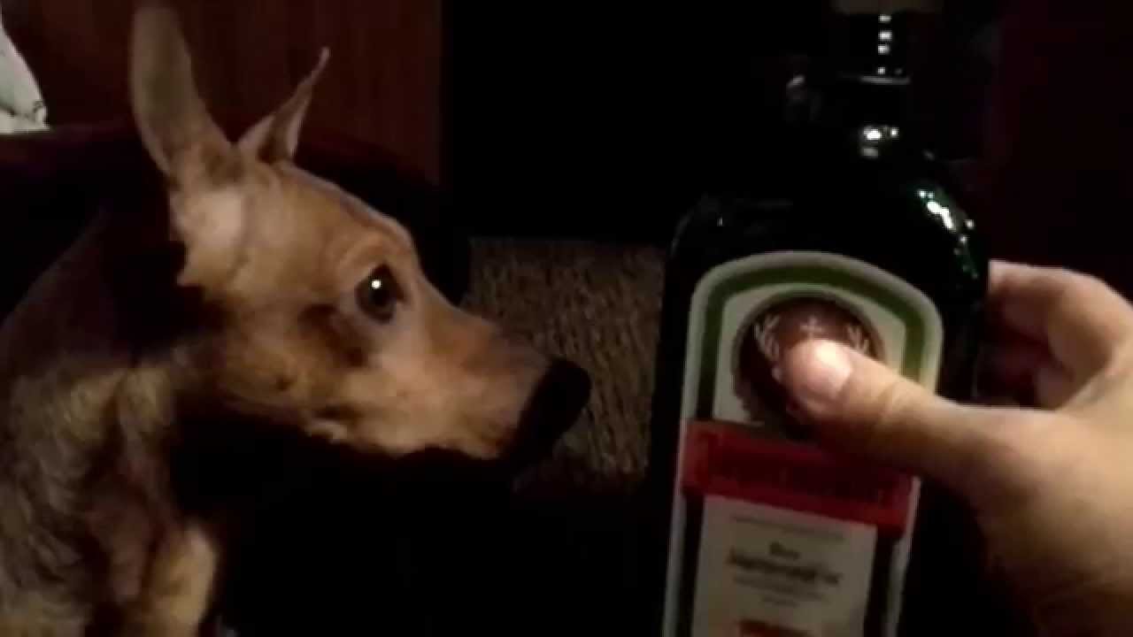 Singing dog - YouTube