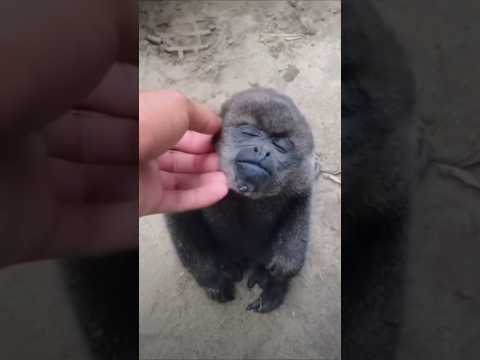 Funny Video Tomorrow And Jerry Monkey Comedy Monkey Wife Funny Funnyclip Viral Youtube Tamil