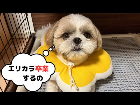 【祝】パテラの手術後 シーズーのメンタル回復とエリカラ卒業 元気になってます！Shihtzu say goodbye to elizabeth color after patella surgery