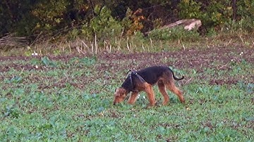 Wilhelm von Erikson - KLSP 2017 A