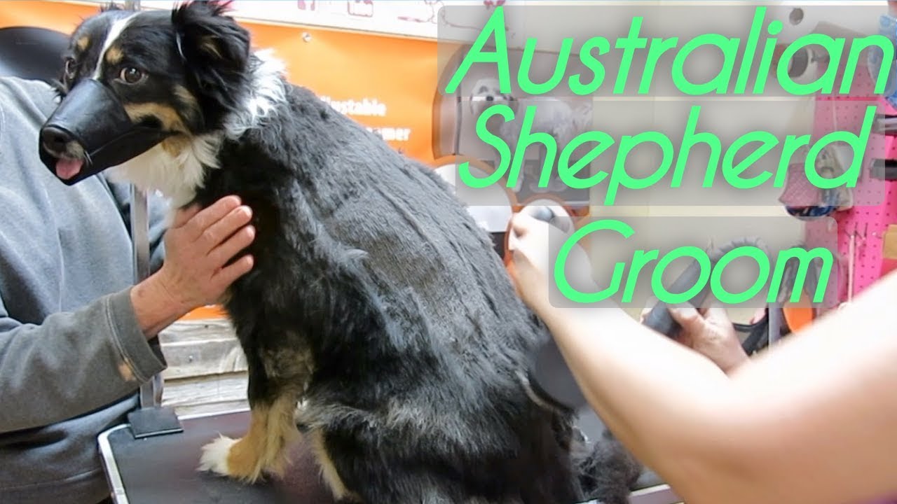 best dog clippers for australian shepherd