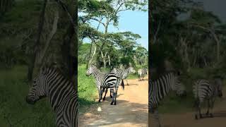 Explore Uganda’s Wildlife 🌍 #shorts