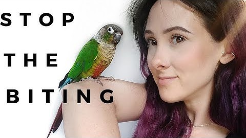 How To STOP Green Cheek Conure Biting and Make Them Listen To You
