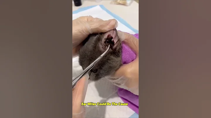 Video 7541051: cat amazing pet, cat funny pets, cat ear cleaning