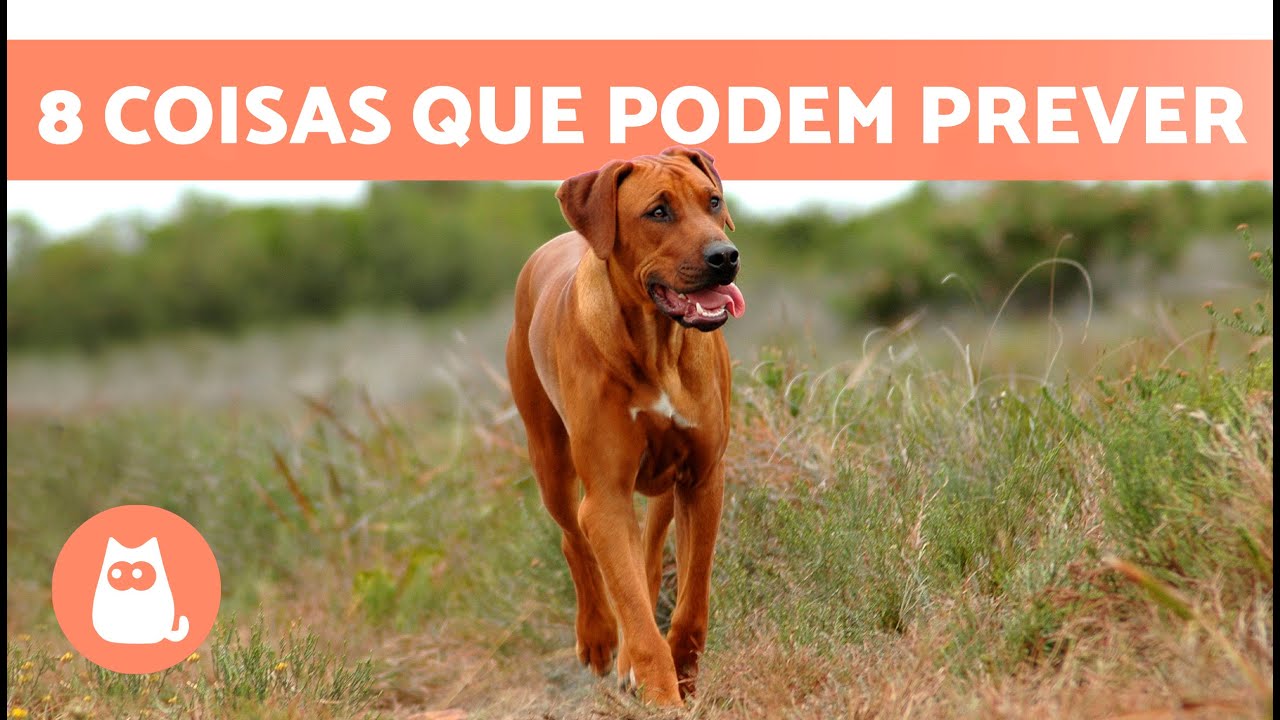 8 fatos sobre cachorros pastores catalães - SERTÃO ALERTA