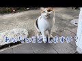 もうこれ以上は無理！　毎日挨拶しに来るようになった三毛猫　あなたならどうしますか？　what would you do?